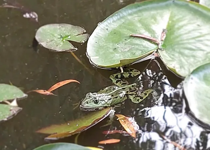 Apartamento Spreewälder Sorbenstübchen *